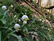 Benedetta primavera sui sentieri per il Monte Ubione-18mar23